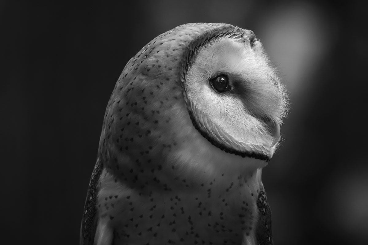 The Buzz Magazines’ 2024 Photo Contest | The Buzz Magazines